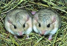 Pískomil křečkovitý