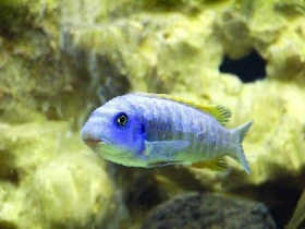 Otázky a odpovědi z chovu afrických tlamovců