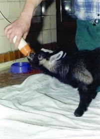 Jak se krmí pohrobek