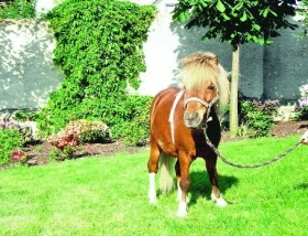 Mini horse a jejich potíže