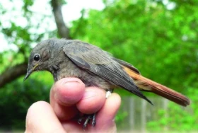 Rehek domácí evropský - Phoenicurus ochruros gibraltariensi