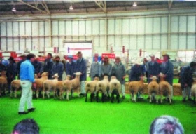 Historie a současnost chovu ovcí v Austrálii