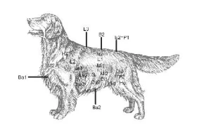 Veterinární alternativní medicína – 4. Část (Veterinární akupunktura a akupresura)