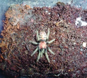 Cyclosternum fasciatum (O.P. – Cambridge,1892)