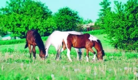Láska prochází žaludkem - 1.část