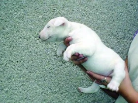 Manipulace se štěnětem