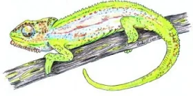 Chameleon trpasličí - Bradypodion pumilum Chamaeleonidae