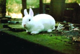 Hem rex je na světě …