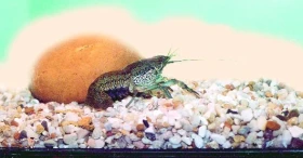 Rak mřížkovaný (Procambarus falax)