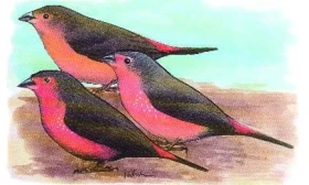 Amaranti – 5. část (Amarant tmavý - Lagonosticta rubricata)