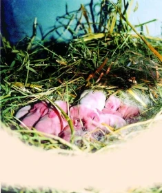 Zjišťování březosti králic