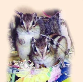 Burunduk páskovaný – Eutamias sibiricus