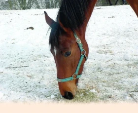 Láska prochází žaludkem - 7.část