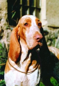 Portrét plemene Bracco italiano – Italský ohař