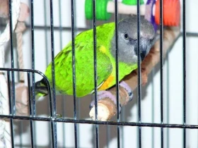 Karanténa papoušků