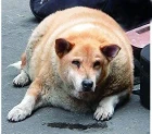 Obezita