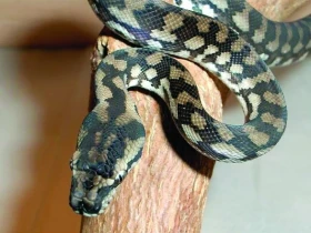 MORELIA SPILOTA VARIEGATA - KRAJTA KOBERCOVÁ