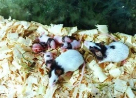 Japonská myška tanečnice