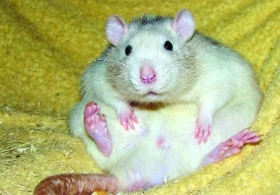Rozumíme potkanům?