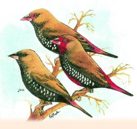 Astrild rudokrký (Emblema picta)