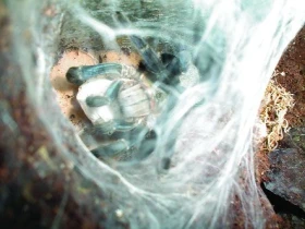 Planý kokon u druhu Haplopelma lividum