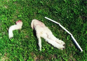 Lišky chovu nepomáhají