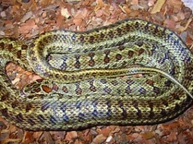 Chov a rozmnožování Elaphe bimaculata