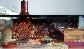 Začínáme s chovem želv - 1. část