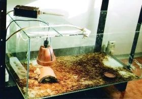 Agamy – na pokračování