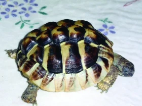 Začínáme s chovem želv - 4. část