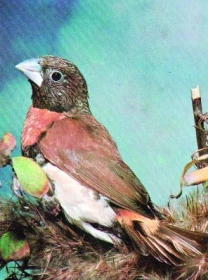 Panenka hnědoprsá aneb povídání nejen pro panenky