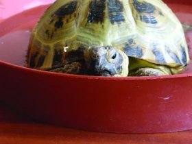 Začínáme s chovem želv - 6. část