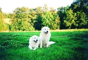 Slovenský čuvač pohledem laiků