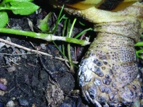 Začínáme s chovem želv - 6. část