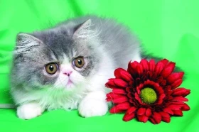 Mezinárodní výstava ušlechtilých koček