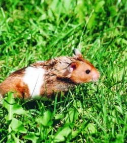 Křeček zlatý (syrský) - Mesocricetus auratus