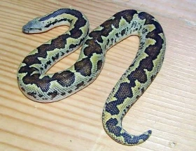 Eryx (Gongylophis) conicus