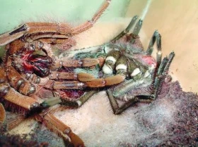 Dospělostní svlek samce Theraphosa blondii