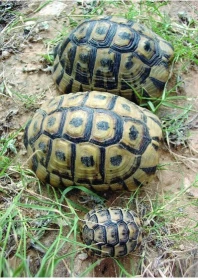 Tunis, želvy a spol.