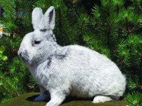 Velký světlý stříbřitý (Vss)