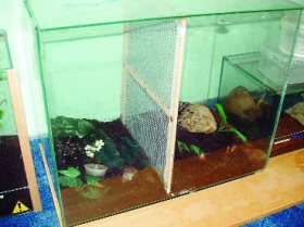 Acanthoscurria geniculata