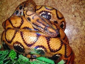 Taxonomické rozdělení hroznýšovců rodu Epicrates