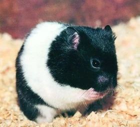 Křeček zlatý, mutace panda