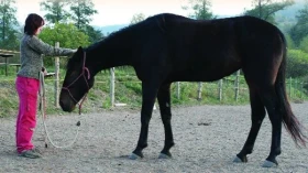 Jak se stát pro koně bezpečím?