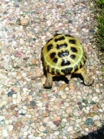 Začínáme s chovem želv - 10. část