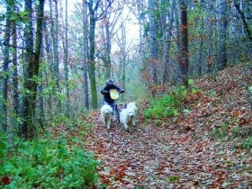 Podzimní závody psích spřežení na Hané