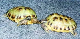 Začínáme s chovem želv - 11. část