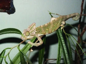 Chameleoni