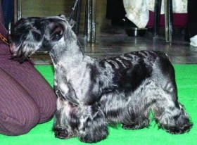 Dámská jízda na světovku