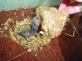 Plch africký - Graphiurus murinus